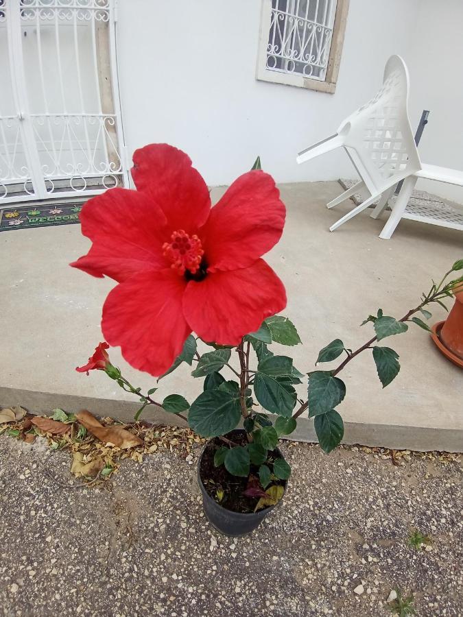 Hibiscus Siracusa Syracuse Luaran gambar